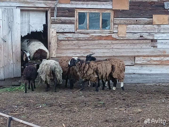 Баран гиссар