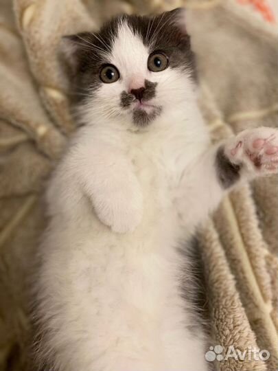 Котенок