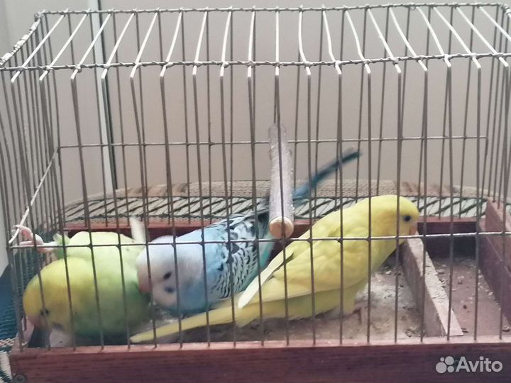 Птенцы волнистый попугай
