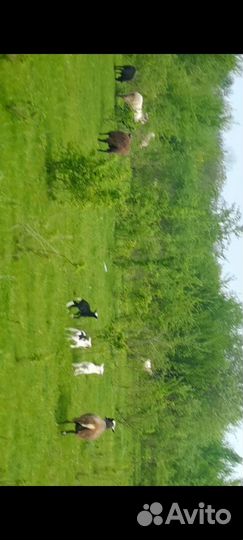 Стадо овец с ягнятами