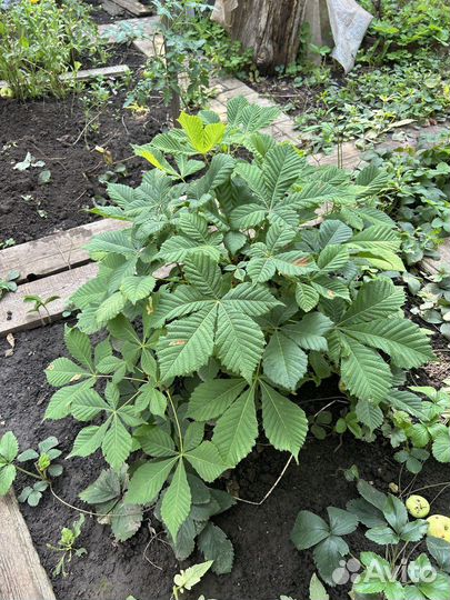 Саженцы каштана