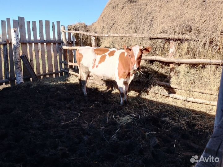 Первотелка голштинской породы
