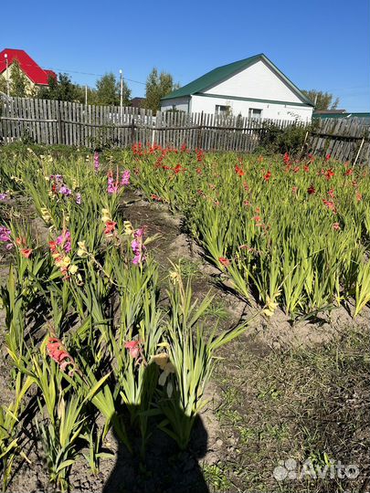 Луковицы гладиолусов