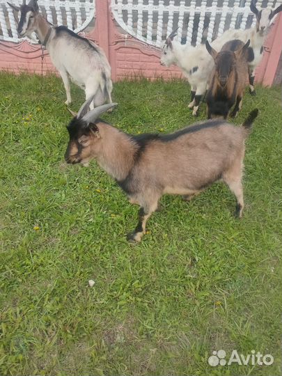 Козы и козлята продажа