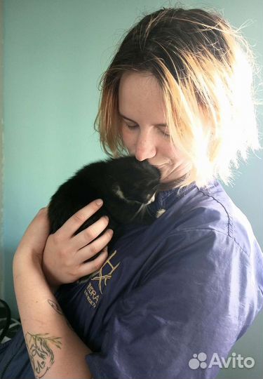 Передержка собак и кошек