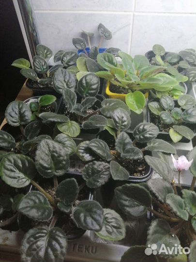 Детки фиалок