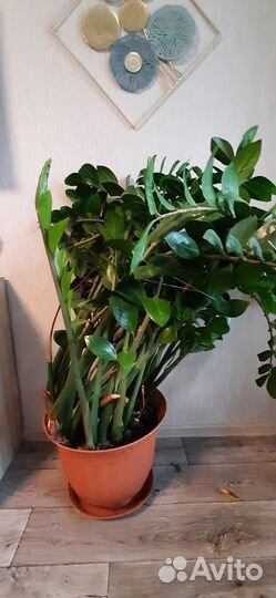 Замиокулькас огромный