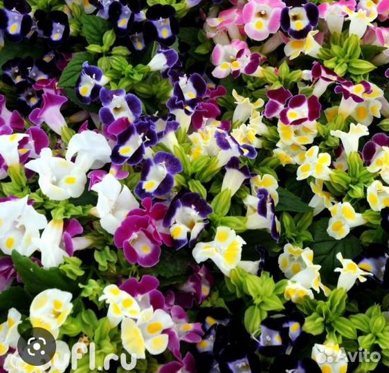 Растения для сада