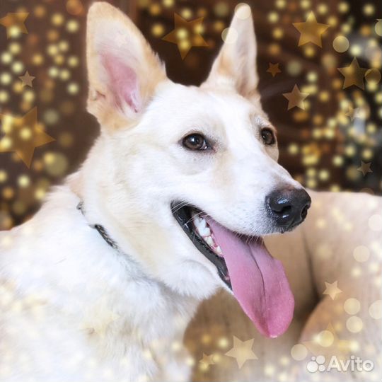 Мирабелла ищет дом