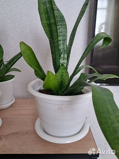 Сансевиерия