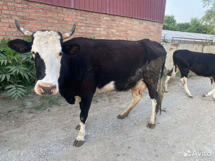 Продам скотину