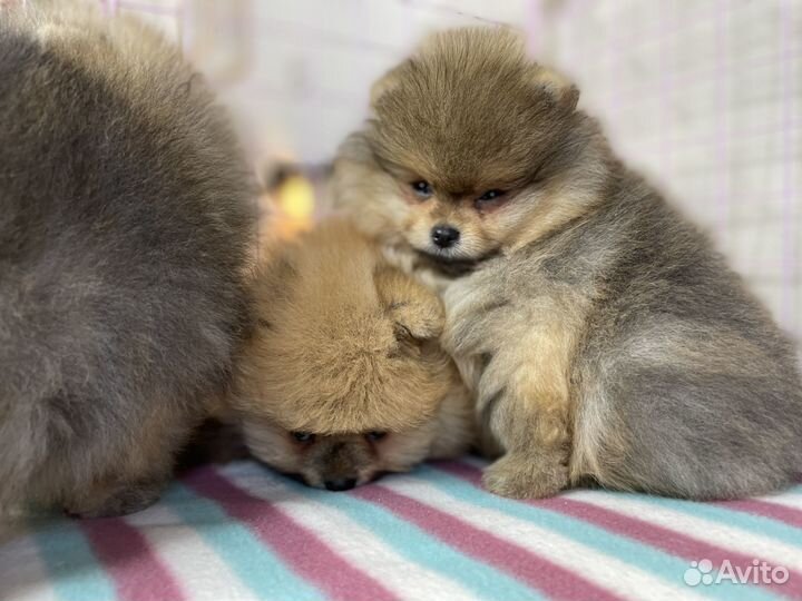 Щенки шпица - целая куча породистых щенков