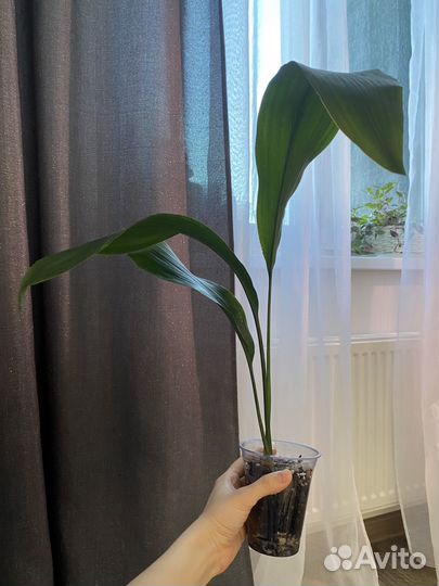 Аспидистра элатиор