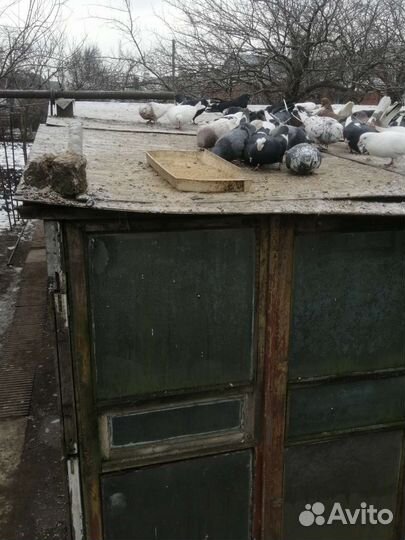 Продажа голубей