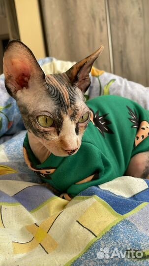 Сиамская кошка