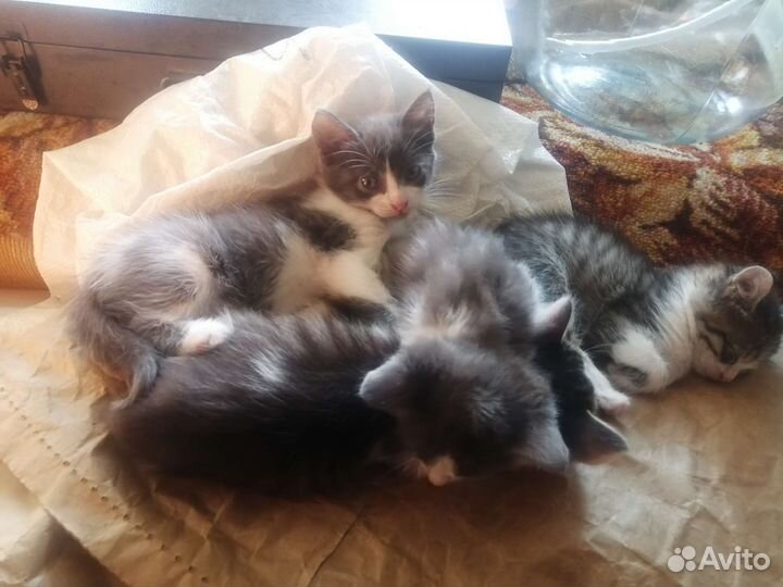 Отдам котят в добрые руки