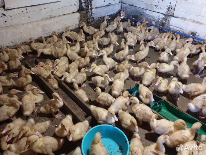 Куры бройлеры и утки