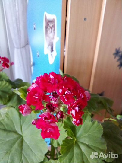 Пеларгония герань