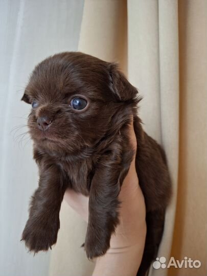 Щенки чихуахуа