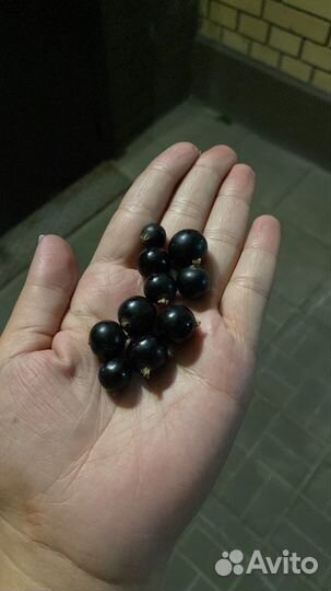 Черная смородина ягода свежая