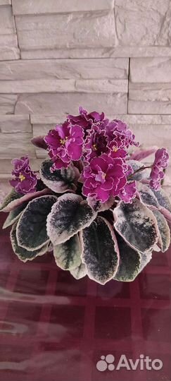 Детки сортовых фиалок