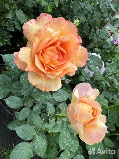 Саженцы роз