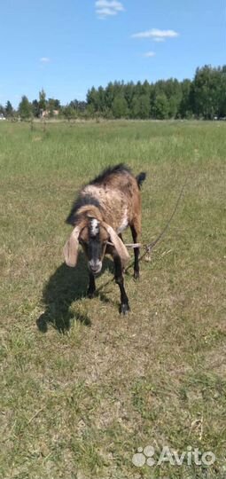 Козел на вязку