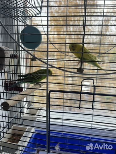 Попугаи с клеткой