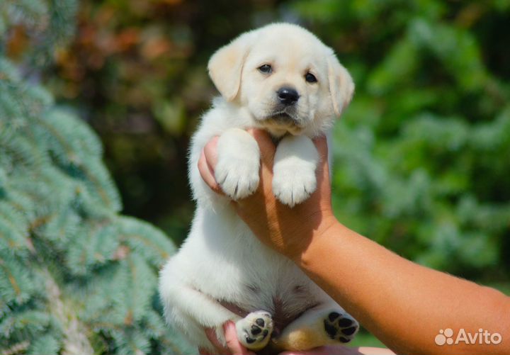 Продам щенков лабрадора