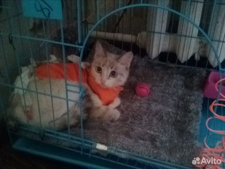 Маленькая кошечка