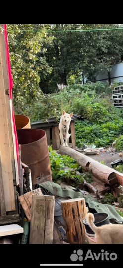 Собака ищет дом