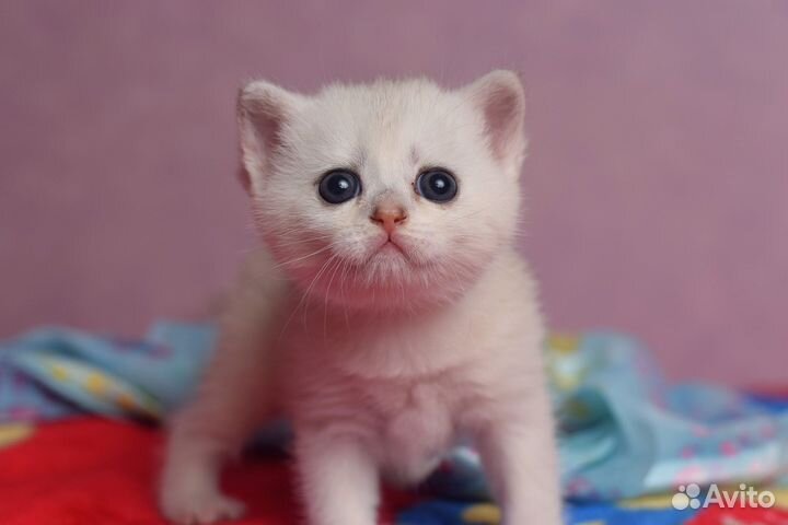 Шотландские котята Кошечка серебристая шиншилла