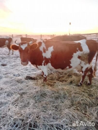 Коровы и быки