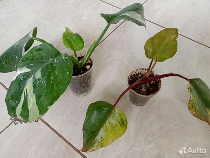 Филодендрон Ред эмеральд вариегатный, Вайт Визард