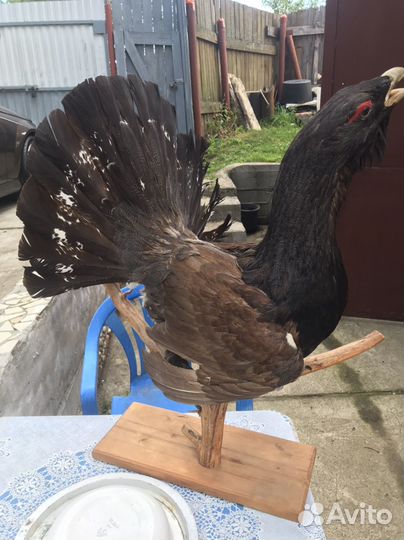 Чучело глухаря