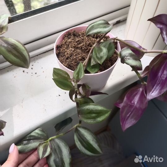 Традесканция, кализия