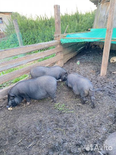 Вьетнамские вислобрюхие поросята