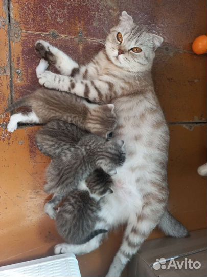 Британская кошка