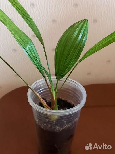 Пальма Арека,веерная пальма,Хамедорея