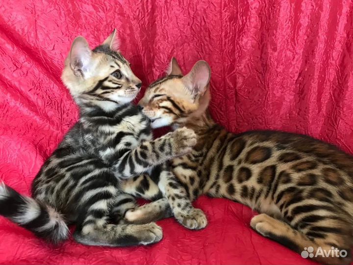 Элитные бенгалы