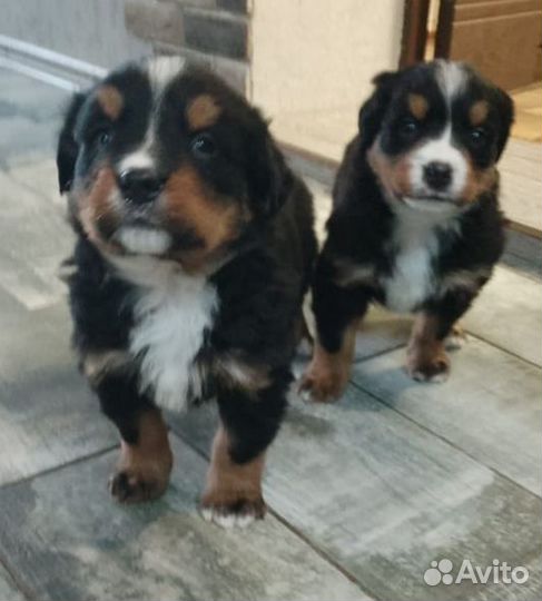 Бернский зенненхунд