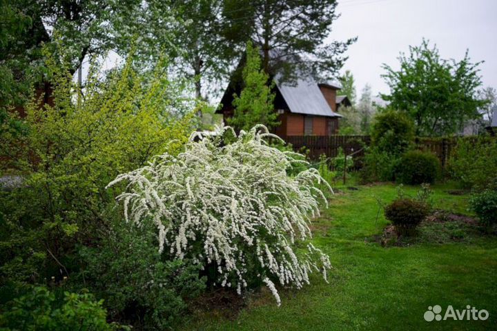 Спирея Грефшейм