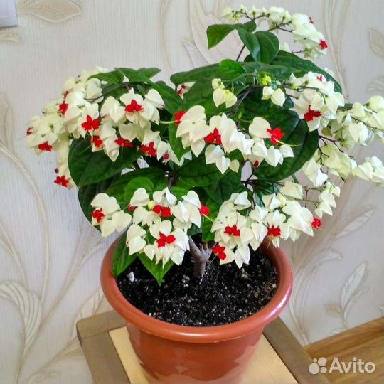 Клеродендрум томпсон