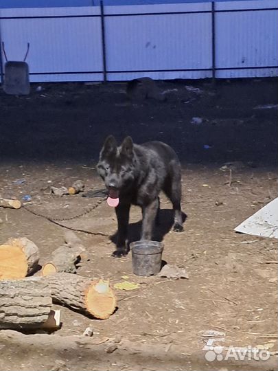 Вязка собак