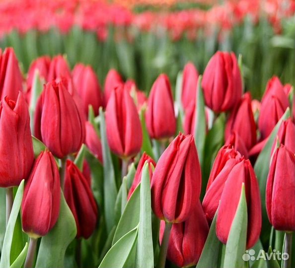 Луковицы тюльпанов