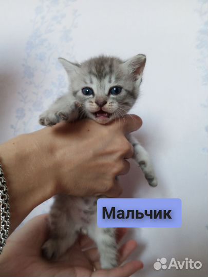 Котята 1 месяц