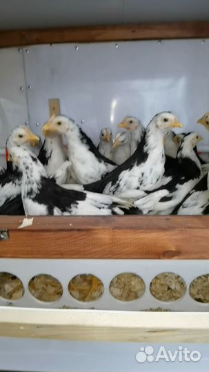 Инкубационное яйцо