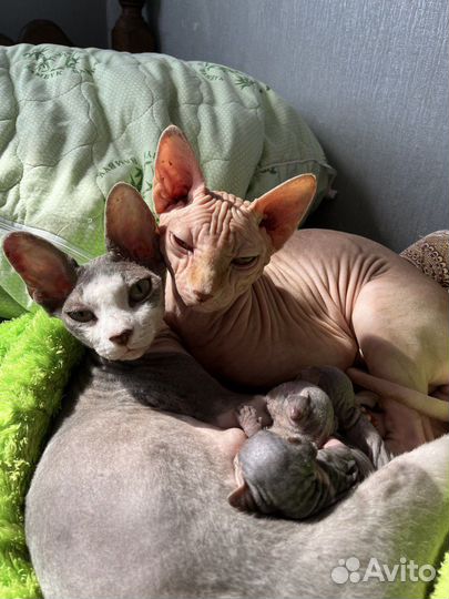 Канадский сфинкс