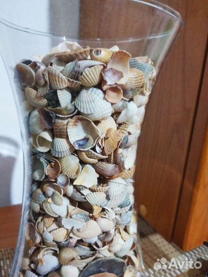 Ракушки Азовского моря