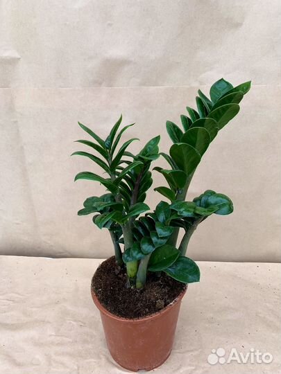 Замиокулькас Зензи